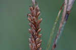 Heath sedge